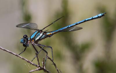 Diphlebia lestoides